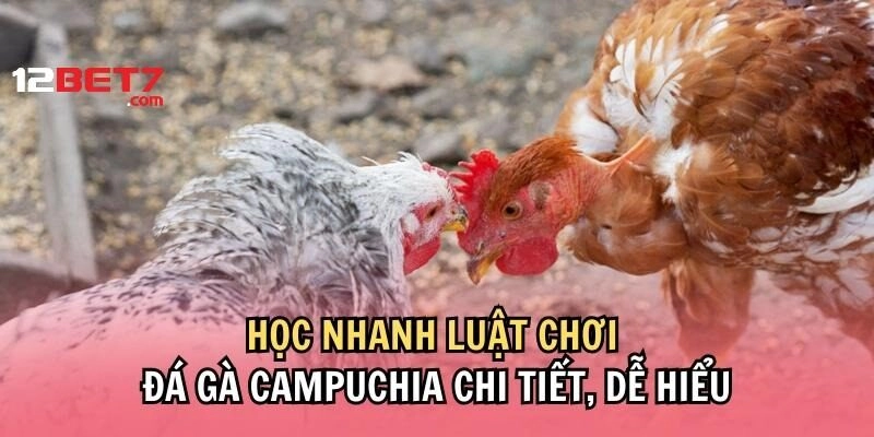 Vài lưu ý cần biết khi tham gia sảnh đá gà Campuchia